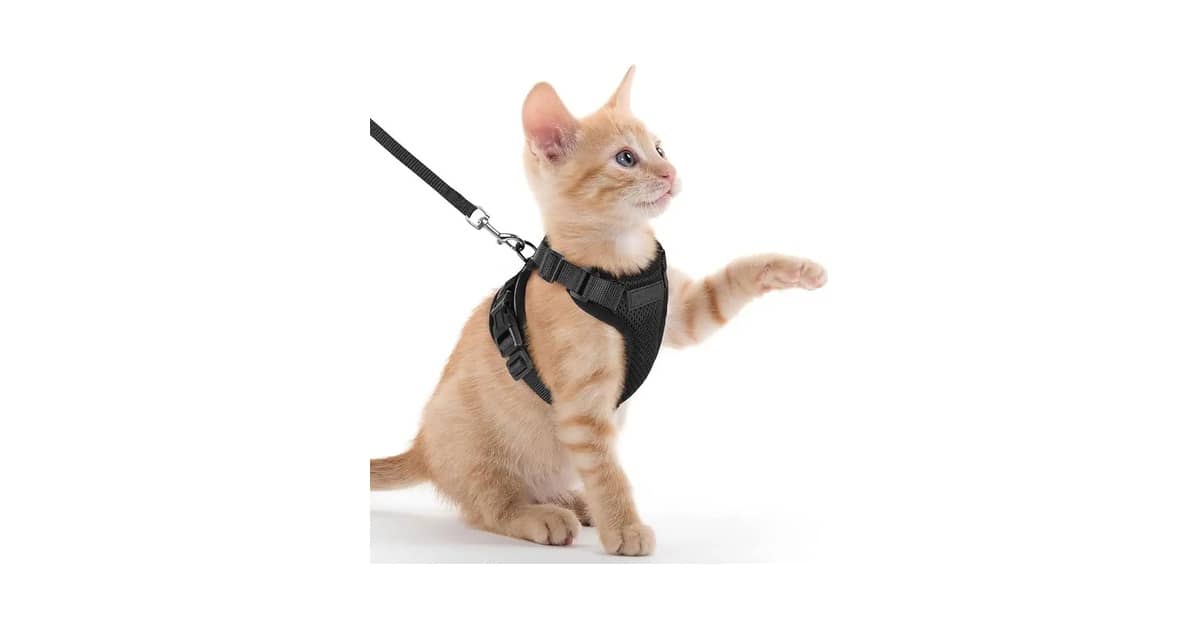 Melhores Coleiras para Gato: 10 Opções Seguras e Confortáveis