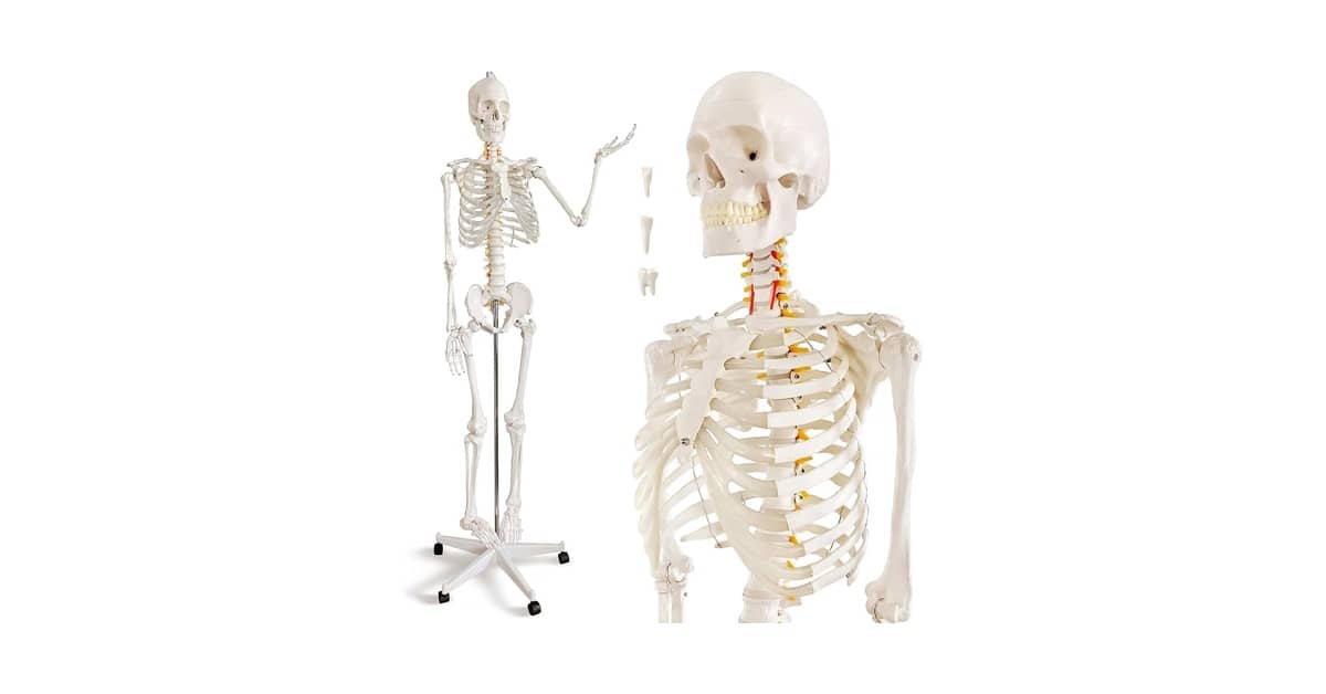 Melhores esqueletos humanos para estudo de anatomia: Qual Comprar?
