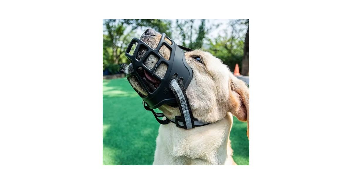 Melhores Focinheiras: Qual o Modelo Ideal para seu Cão?