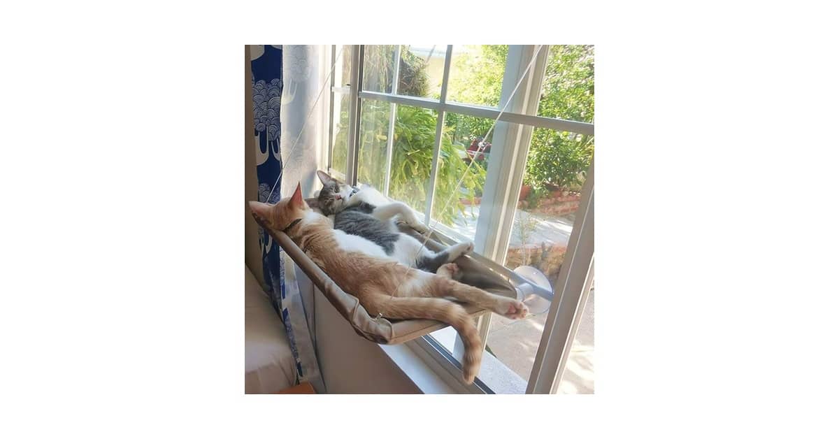 Melhores Redes de Descanso de Janela Para Gatos: As 10 Mais Seguras