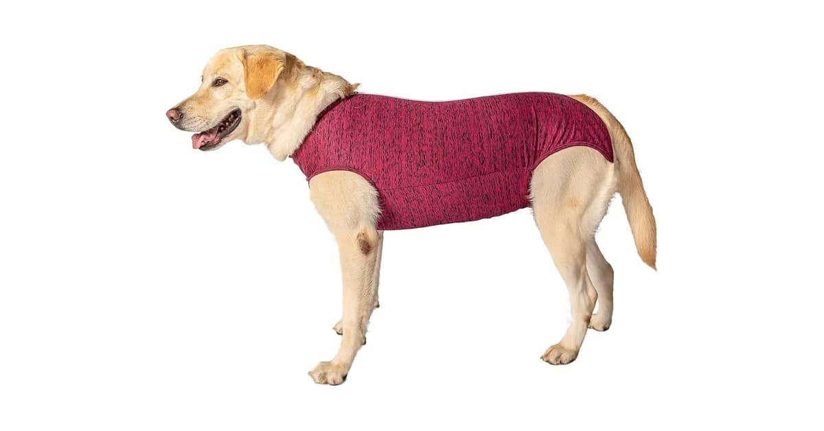 Melhores roupas cirúrgicas para pet: Guia Seguro