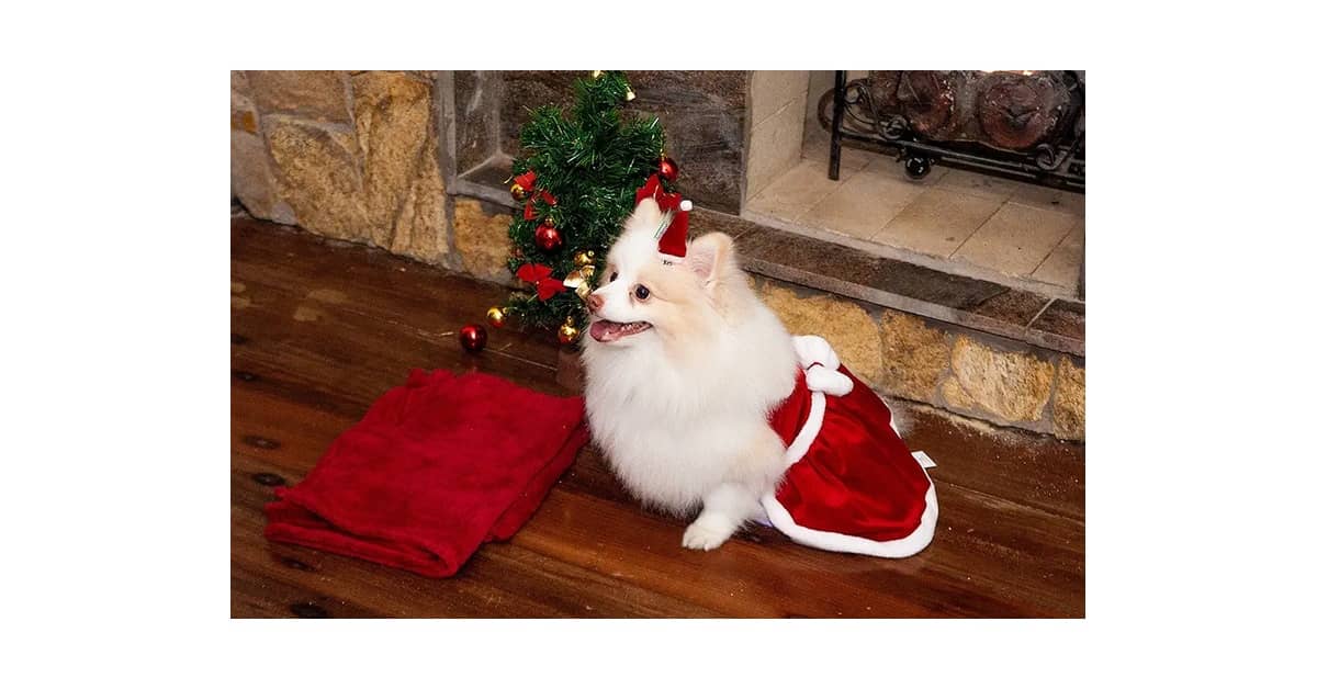 Melhores Roupas de Natal para Cachorro: Guia Top 10