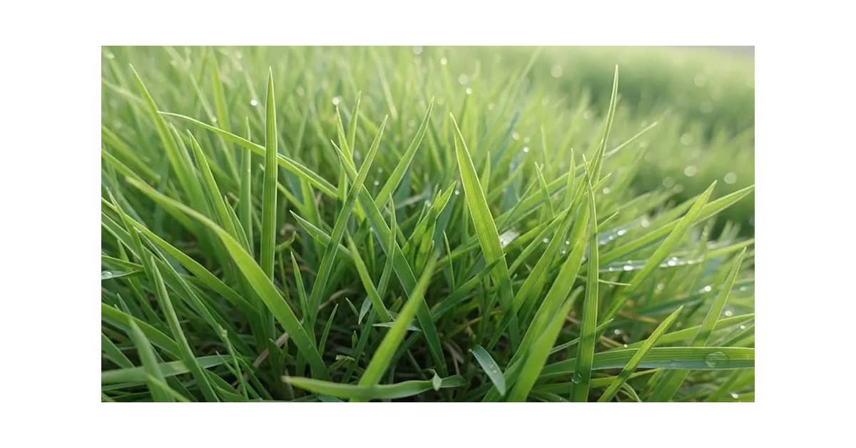 Melhores Sementes de Grama para Jardim: Top 10