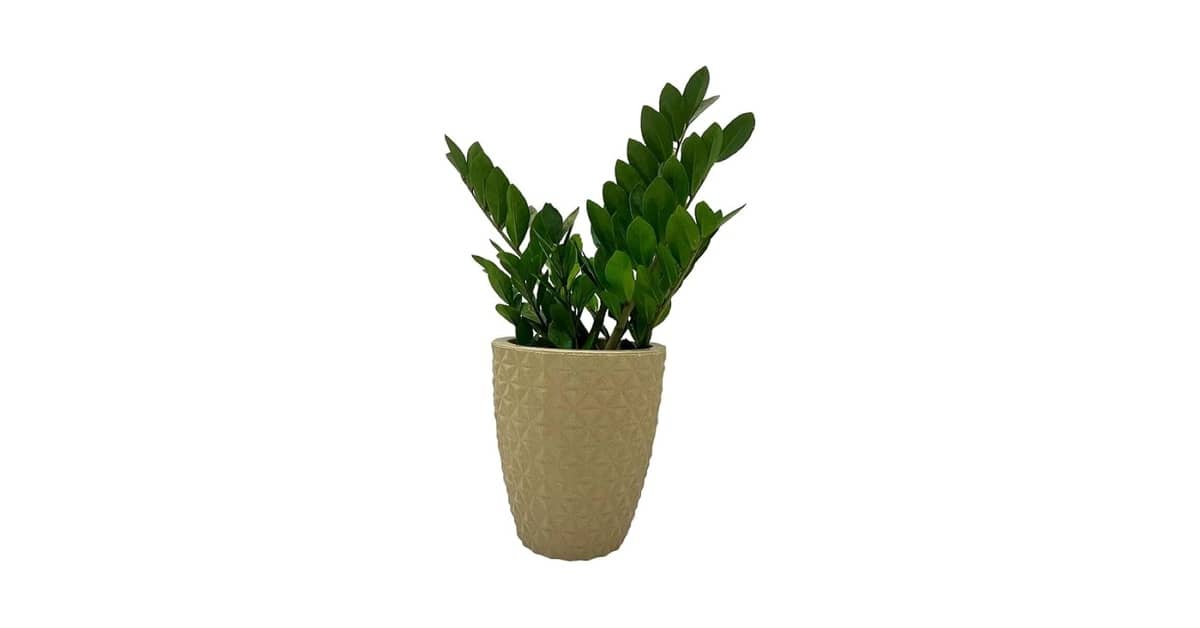 Melhores Vasos para Zamioculca: Qual Escolher?