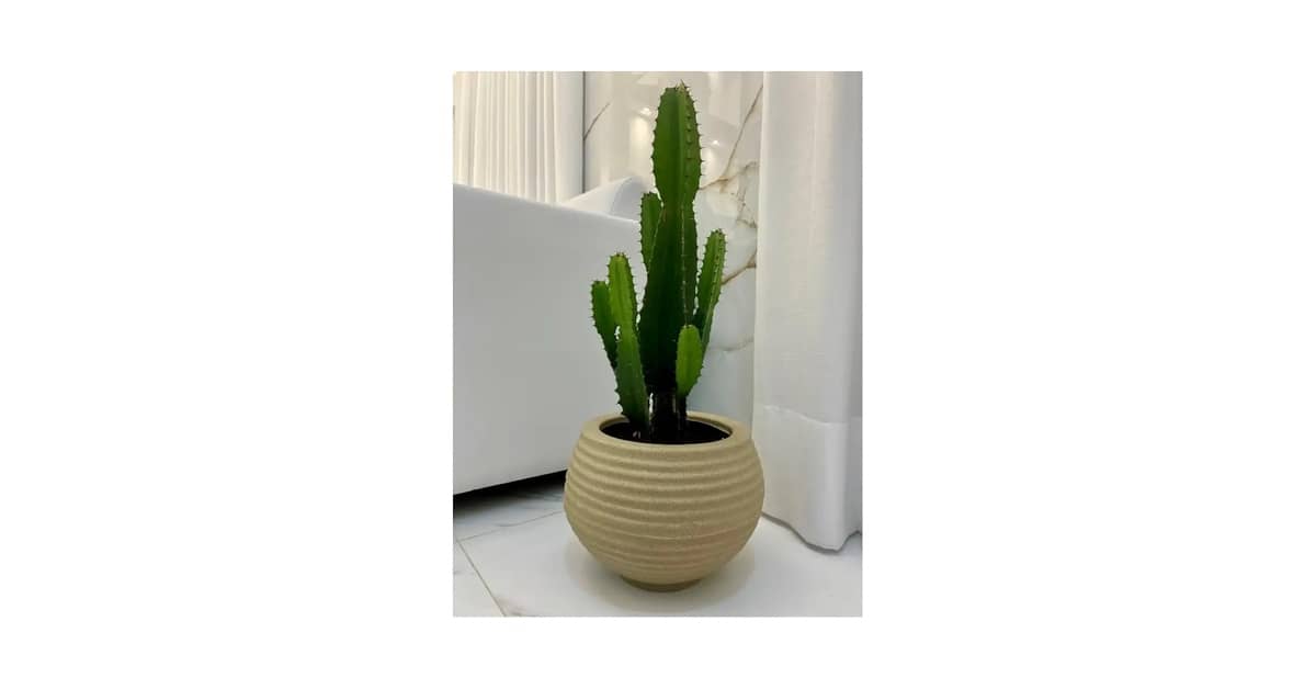 Qual o Melhor Vaso para Colocar Zamioculca: Guia Completo