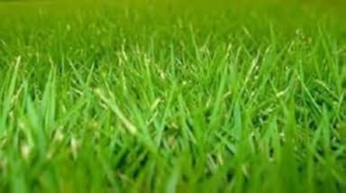 300g de sementes de grama japonesa coreana para cobrir 60m2