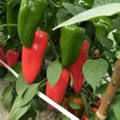 Sementes de pimentão vermelho Rubi Gigante 50 unidades Sementes para Plantio em Horta, Orgânico