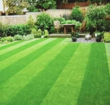 1kg de sementes'grama são carlos melhorada com 98% de germinação