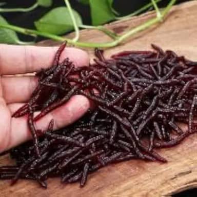 100 iscas de pesca macias perfumadas - Isca de minhoca vermelha realista, 100 peças
