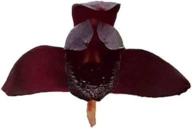 Orquidea Negra Original Kit 4 Plantas Adultas