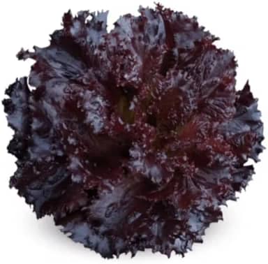 500 sementes de Alface Roxa Orgânica, Folhas Frescas de Hortaliça, Vegetal Roxo Escuro, Cultivado em Horta, 1 Unidade