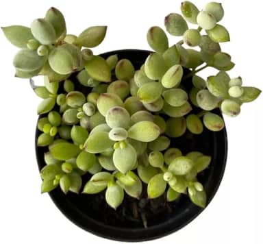 Muda Suculenta Cotyledon Pendens, Suculentas Raras para Colecionadores, Plantas Naturais