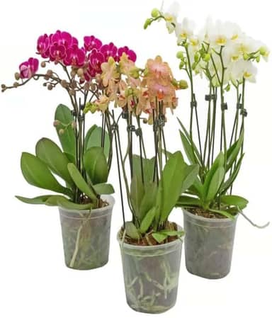 Vaso Pote 12 para Orquídeas Transparente Reforçado