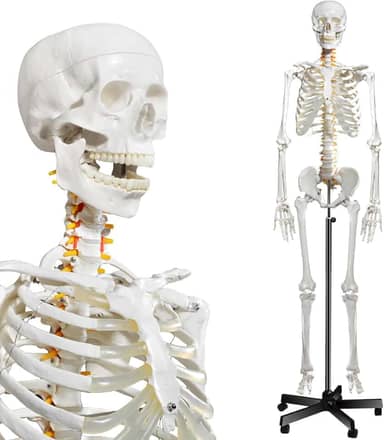 Modelo de esqueleto humano para anatomia - modelo de esqueleto humano médico de tamanho real com sistema nervoso de 179,78 cm com suporte para enrolar para estudos médicos e exibição, 3 pôsteres