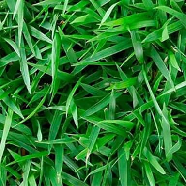 1 KG De sementes De Grama Esmeralda Americana (100% PURAS)