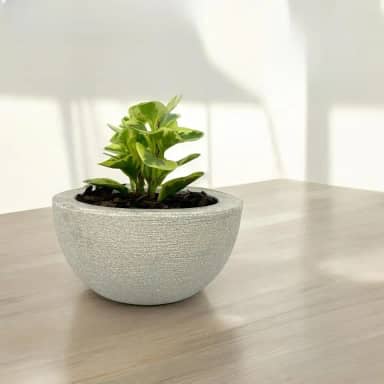 Vaso Decorativo Cuia Bacia Polietileno Suculenta Cactos 26cm (AREIA)
