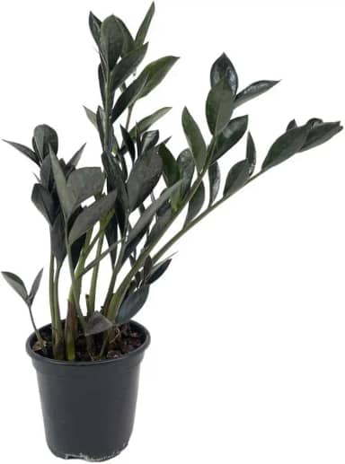 Mini Zamioculca Black Dowon Planta Rara Exótica Com Vaso Decoração Para Interiores