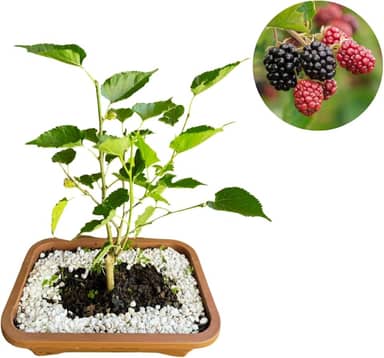 Bonsai Natural de Amora em Vaso Produz Rápido