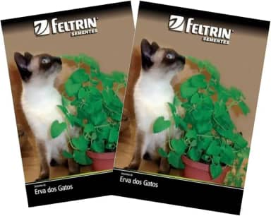 FELTRIN, 2X Sementes de Erva dos Gatos Catnip FELTRIN