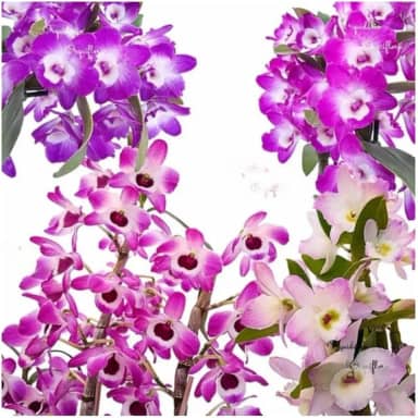 Kit 4 Orquídeas Dendrobium Plantas Adultas