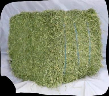 Feno Tifton 85 para Roedores e Porquinho da India 1 kg