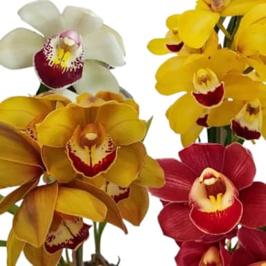 Kit 3 Orquídeas Cymbidium Mistas Plantas Adultas
