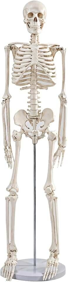 Mini esqueleto de 91 cm, modelo de anatomia humana articulável, ferramenta educacional de estudo universitário e ortopedia, suporte de metal e tabela de esqueleto incluídos