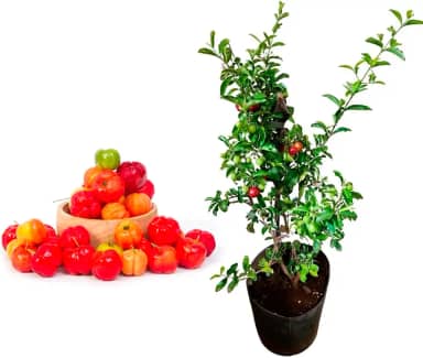 Muda de Acerola Doce de 20 a 40cm - Frutífera Rica em Vitamina C para Quintal, Pomar e Jardim - AMK Jardinagem