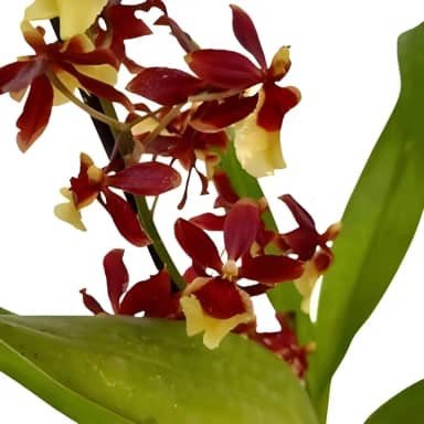 Orquídea Oncidium Volcano Hula Hulau Planta Adulta