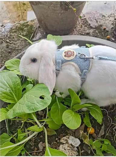 Coleira Peitoral Colete com Guia para Coelho e Porquinho da Índia Múltiplas Cores (Azul, M)