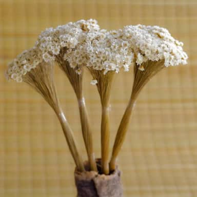 Sempre vivas COLORIDAS EXTRA, kit com 250 flores secas desidratadas para casamento (Natural)