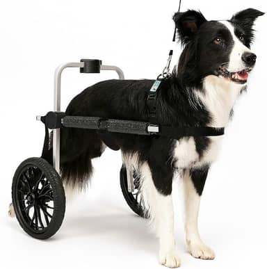 Cadeira de 2 Rodas Para Cachorro Tam G Rodas Grandes Regulável Pata Traseira Paraplegia Reabilitação Paralisia Idoso Pet Best Soluções