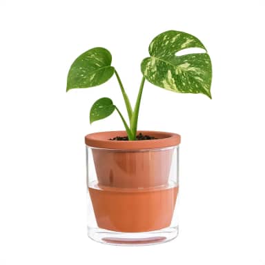 D'vine Dev Vaso autoirrigável com design de 10 cm para plantas de interior, vaso de terracota com copo de vidro cilíndrico, conjunto de 1, 37-X-A-1