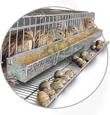 Gaiola Viveiro Codorna Japonesa Poedeira Ovo 15 Aves Postura