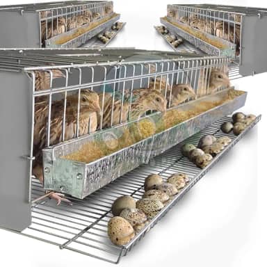 Kit 3 Gaiola Codorna Viveiro Poedeira Total 45 Aves Postura