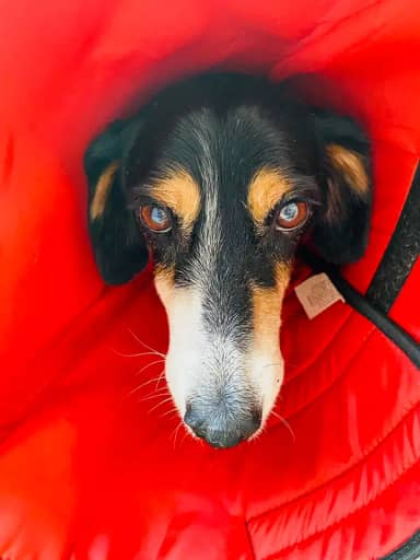 Colar Elizabetano Confort em tecido 06