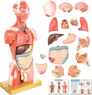 NEW HORIZON Modelo de músculo de luxo do corpo humano, 16 peças removíveis, anatomia do tronco humano de 43,3 cm com coração, cabeça, crânio, cérebro, esqueleto para estudantes de medicina, uso em