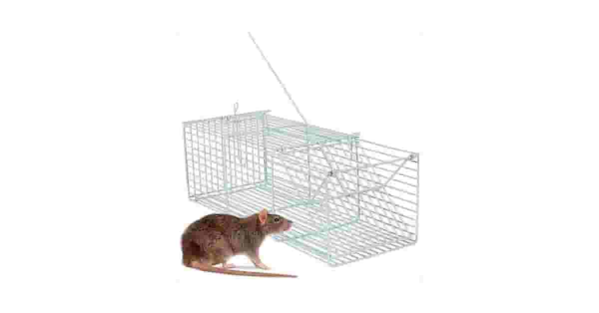 Melhor Ratoeira para Camundongo: Captura Eficiente e Segura