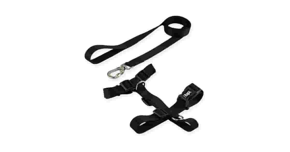 Melhores Coleiras para Cachorro de Porte Pequeno: 8 Opções Seguras