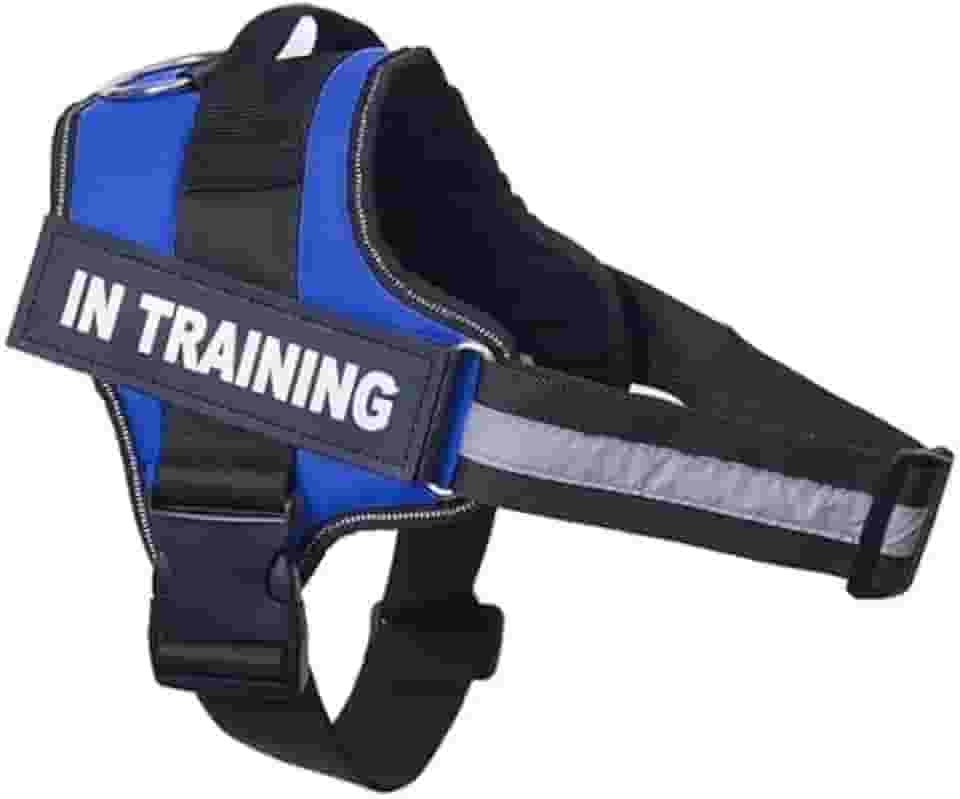 Coleira Personalizada Com Nome Telefone Para Cachorro Cães Pet Peitoral Colete Identificação (Azul, P)