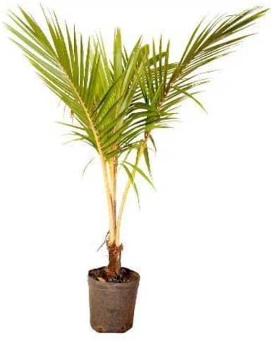 Muda de Coco Amarelo (Cocos nucifera) 50 a 80cm AMK | Frutífera Tropical, Produção Precoce e Fácil Cultivo