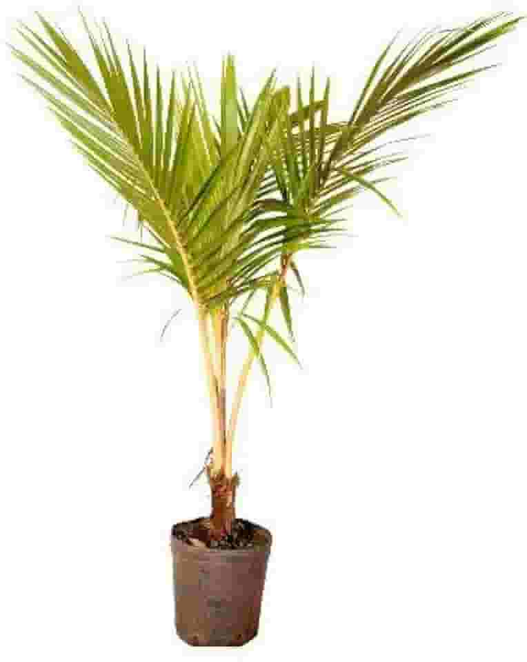 Muda de Coco Amarelo (Cocos nucifera) 50 a 80cm AMK | Frutífera Tropical, Produção Precoce e Fácil Cultivo