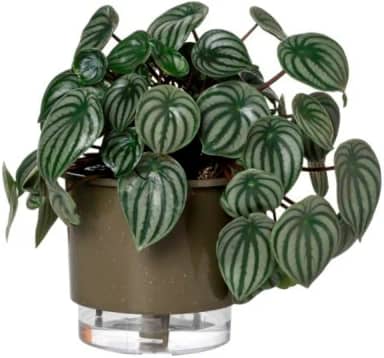 Vaso Autoirrigável Médio N03 16cm x 14cm - Terrazzo Basalto