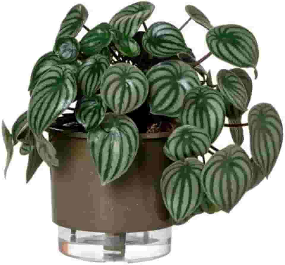 Vaso Autoirrigável Médio N03 16cm x 14cm - Terrazzo Basalto