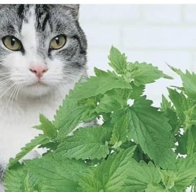 5000 Sementes Catnips Ervas Gatos Grama Gatos 4 pcts de Cada