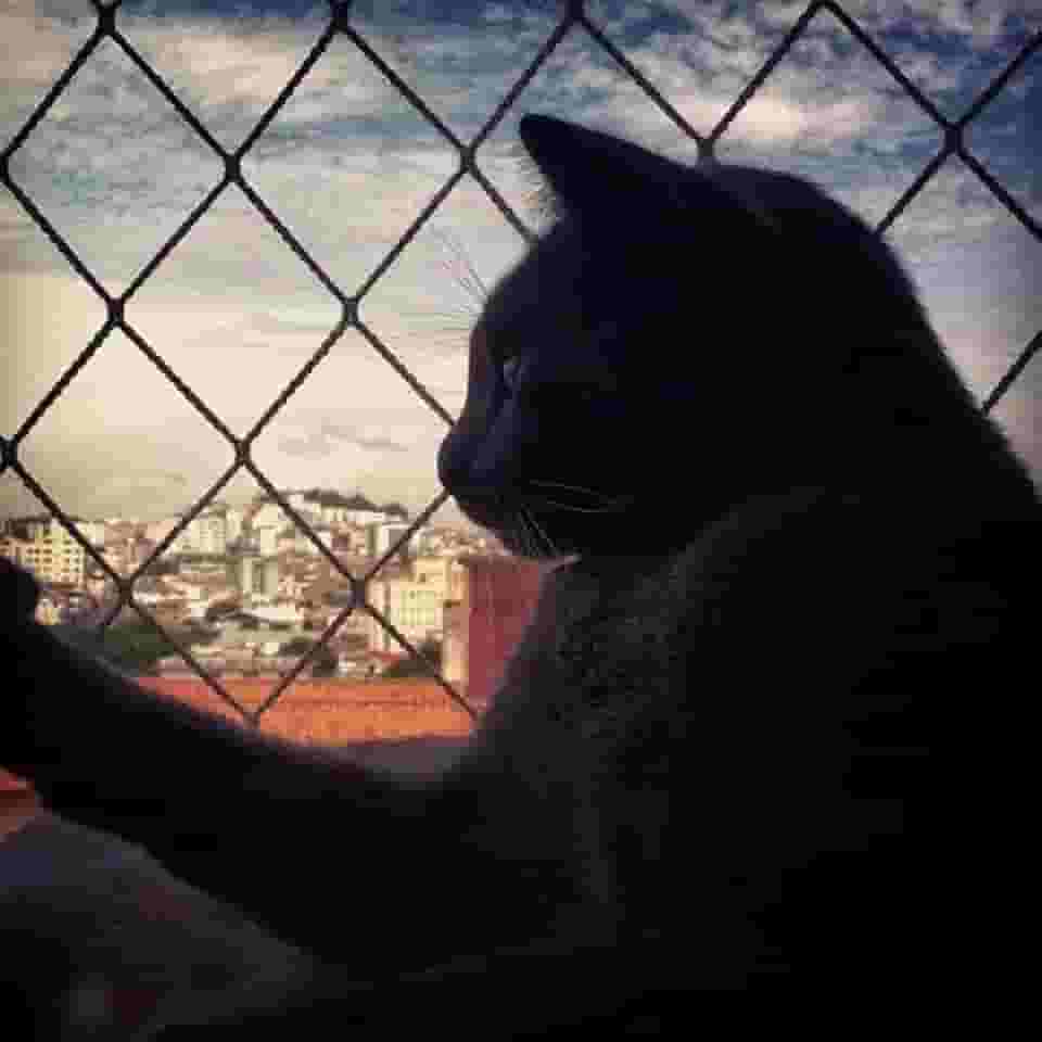 Kit Completo Rede Tela De Proteção Para Sacadas Janelas Gatos Crianças - 1m X 0,8m