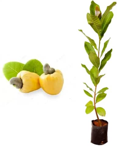 Muda de caju anão amarelo 20 a 40 cm AMK – planta frutífera produtiva para pomares e vasos, ideal para cultivo em casa, adapta-se bem a diferentes climas