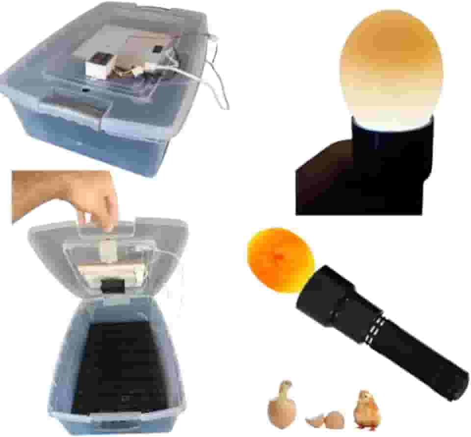 Ovoscopio Mais Chocadeira Compacta Com Controle De Temperatura automático capacidade para 48 Ovos de Galinha ou 144 ovos de codorna