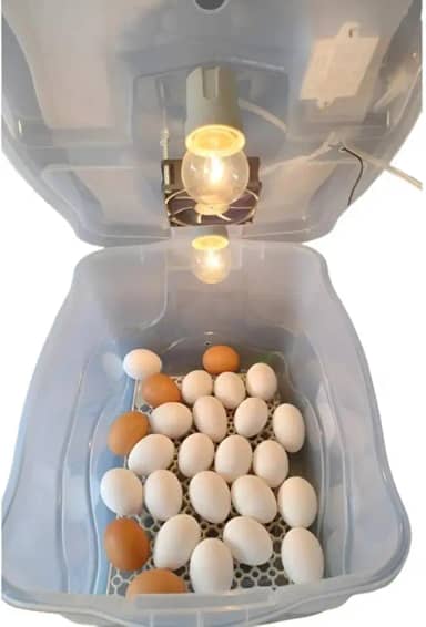 Chocadeira Pet Com 2 Lâmpadas Incandescente Para 30 Ovos Com Termostato e Cooler