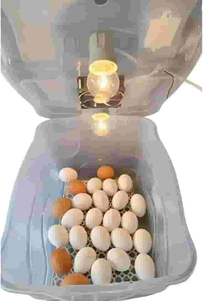 Chocadeira Pet Com 2 Lâmpadas Incandescente Para 30 Ovos Com Termostato e Cooler